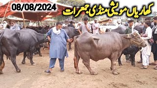 kharian maweshi mandi 08 Aug 2024janwarmandi pkShazar Riaz official [upl. by Ecinnej]