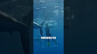 Great White Shark Attacks Diver Trapped in Cage sharks wildanimal shortsfeed thrill [upl. by Arabeila370]