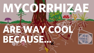 Mycorrhizae are Way Cool Because [upl. by Adalheid816]