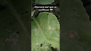 Alternaria leaf spot on cauliflower 🇮🇳 shorts [upl. by Dnalkrik]