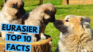 Eurasier  TOP 10 Interesting Facts [upl. by Kenlay]