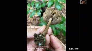 Tryptamine Fungi of North America amp New Discoveries in the Taxonomy of Psilocybin Mushrooms [upl. by Seidnac]