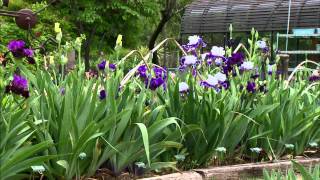 Iris Breeding at Stout Gardens [upl. by Hume586]