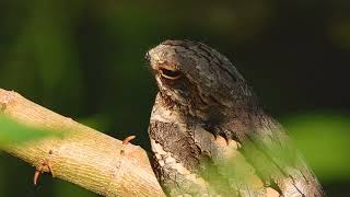 European Nightjar  Short video 4KUHD Birds Photography  Wildilife Video  Wildlife Animals [upl. by Hose]