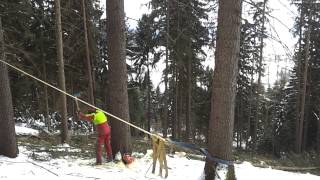 Baum umschneiden richtig gemacht [upl. by Vig]