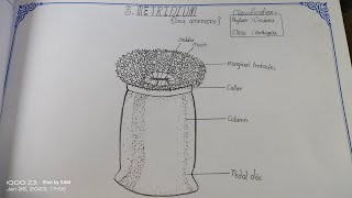 Drawing METRIDIUM in easy stepssameerarts Metridium zoology intermediate practical record [upl. by Odracer]