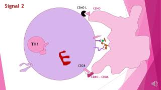 Immunité adaptative cellulaire [upl. by Swann]