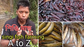 singi fish farming  things to know before farming singi fish  farm and fish  fish business plan [upl. by Karim]