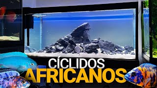 El Acuario de 300L para CÍCLIDOS AFRICANOS está terminado [upl. by Hoenack349]