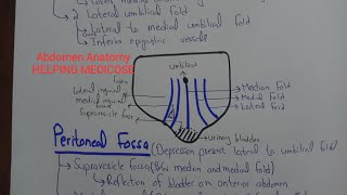 Peritoneal Folds and Peritoneal Fossa [upl. by Pearl]