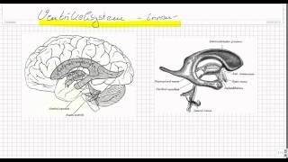 Aufbau des Ventrikelsystems  Liquorsystems und des Sinussystems Teil 1 [upl. by Relyhcs]