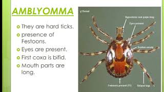 AMBLYOMMA TICK [upl. by Hough]