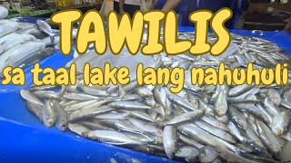 TAWILIS SA TAAL LAKE LANG MATATAGPUAN [upl. by Eissahc977]