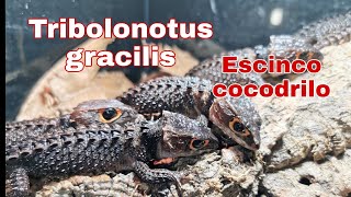 Ficha ESCINCO COCODRILO o Tribolonotus Gracilis [upl. by Evangeline]