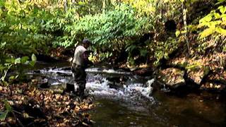 Salmon fishing in the Orwell Creek [upl. by Lourdes]