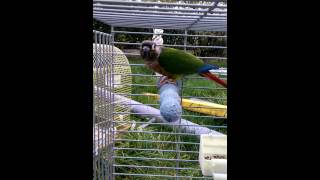 Conure pyrrhura molinae dit bisou [upl. by Akirdnwahs]