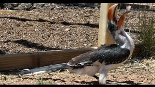 African Hornbill catches bugs [upl. by Studnia691]