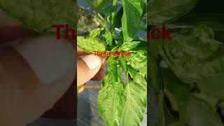 thrips attack on chilli plant symptoms capsicum farming cucumberfarming agriculture vegetable [upl. by Alyahs]