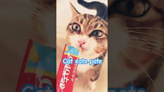 Cat eats pate cat funny [upl. by Harve]