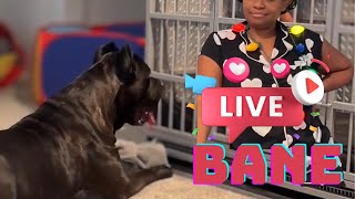 What Happens When Bane Goes Live  Live With Bane the Cane Corso [upl. by Pyle]