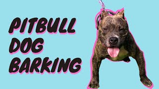 Pitbull Dog Barking and Growling Angry Dog Bark Sound Effects [upl. by Melodee]