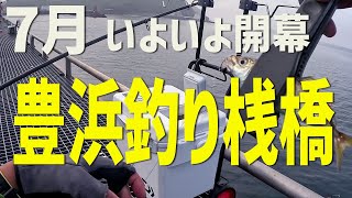 【豊浜釣り桟橋】ついに開幕 [upl. by Gwyneth]