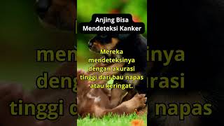 Anjing Bisa Mendeteksi Kanker short shorts faktaunik faktamenarik [upl. by Rohclem65]