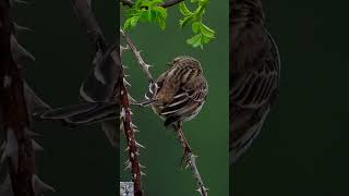 Meadow pipit song call Heipiplerke sang Wiesenpieper gesang Graspieper geluid Pipit farlouse shorts [upl. by Iives]