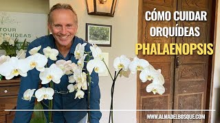 Cómo cuidar mi orquídea Phalaenopsis [upl. by Etnohc]