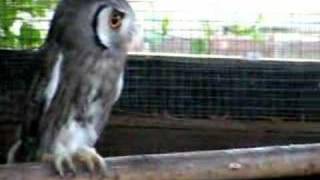 white faced scops owls now have been renamed Southern white faced [upl. by Nuahsal]