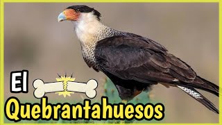 Ave CARACARA QUEBRANTAHUESOS Mini Documental del Carancho [upl. by Jacob]