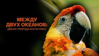 Между двух океанов дикая природа Коста Рики [upl. by Denoting]