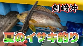 【東京湾】夏が美味しいイサキを釣りに行くamp食べられる外道の紹介！！【釣り・下処理編】 [upl. by Christi253]