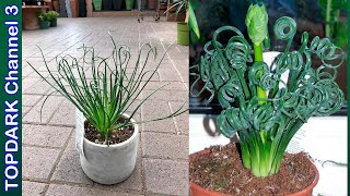 10 Variedades Increibles de Albuca [upl. by Ondrea729]