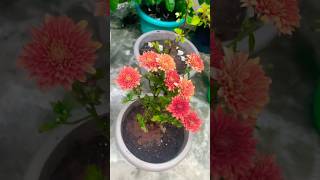 Chrysanthemum flowers 🌹 full blooming houseplant youtubeshorts viralvideo [upl. by Fidele]