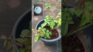 Rose plant Sunday Fertilizer update In Tamil Rose Plant Micronutrien Fertilizer rosecaretamil [upl. by Ferren]