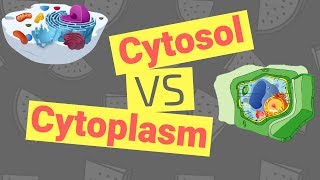 Cytosol vs Cytoplasm  Whats the Difference [upl. by Sorvats]