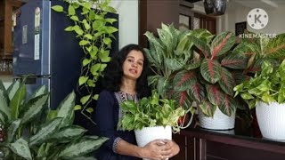 indoor plant care fertilizer pottingmix [upl. by Leena223]