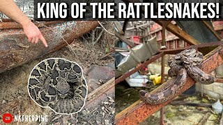 Flipping Tin in Search of the Worlds Largest Rattlesnake Species Georgia Herping Spring 2023 [upl. by Avle]