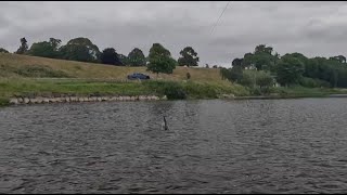 Salmon fishing on the River Tweed at West Newbiggin 30th June 2023 [upl. by Assirim]