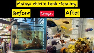 my African malawi chiclid tank cleaning [upl. by Alene]