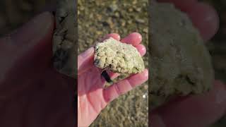 Heres A Neat Looking Petoskey Stone Hexagonaria Fossil petoskey hexagonaria [upl. by Dulcia]