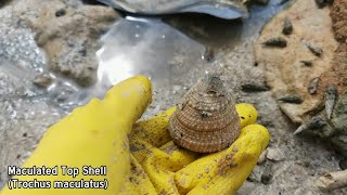 Shelling Ep 10 Part 2  My First Cockscomb Oyster Turkey Wings amp Otter Shell • Finding Seashells [upl. by Epoillac]