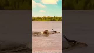 A group of crocodiles attacks a herd of antelope drinking water AnimalKingdom PredatorVsPrey [upl. by Yznyl]