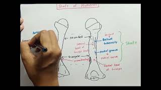 Shaft of Humerus [upl. by Reiko798]