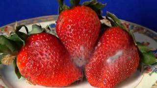 StrawberryRhizopus  time lapse [upl. by Laird]