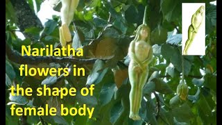 Narilatha flowers in the shape of female body  Mysterious Tree [upl. by Obola]