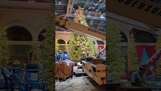 Bellagio Conservatory Setting up for Christmas 2024 Bellagio conservatory Christmas LasVegas [upl. by Tnomal206]