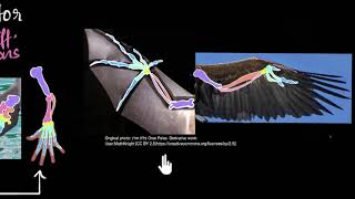 Homologous amp analogous structures  Heredity amp Evolution  Biology  Khan Academy [upl. by Aihgn]