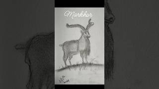 Markhor Drawing art artoftheday sketch drawing sketchbook markhor pencilart charcoaldrawing [upl. by Leavelle]